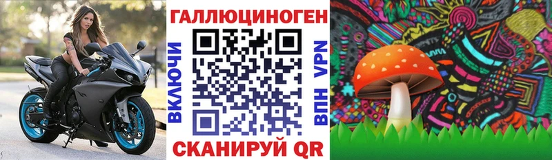 наркотики  Дербент  Псилоцибиновые грибы Cubensis 