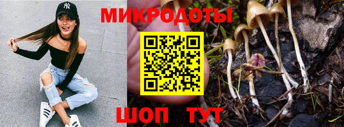 Псилоцибиновые грибы Дербент